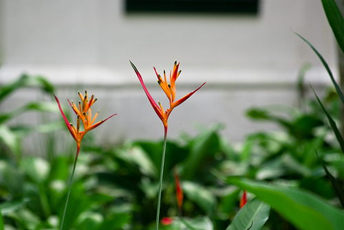 Choconiana Heliconia